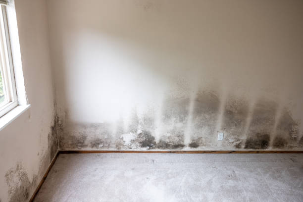 Best Residential Mold Inspection & Testing  in Northwood, OH